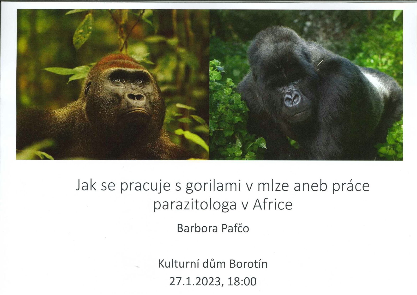Gorily.jpg